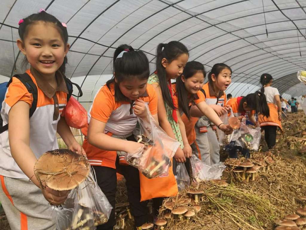 2018年廊坊四小春季研学之菇菇部落采蘑菇学种植科普实践活动简报(第